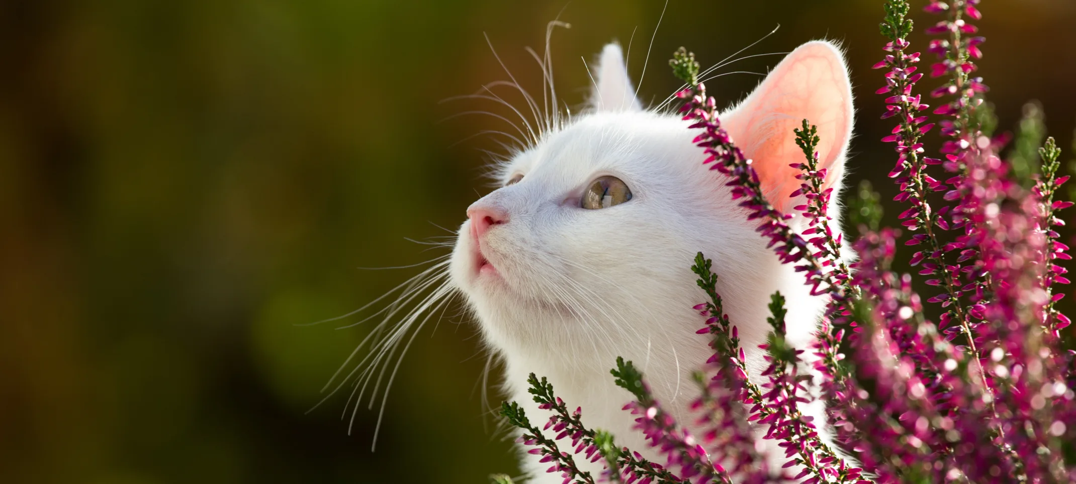 White cat outside hiding behind pink flowers
